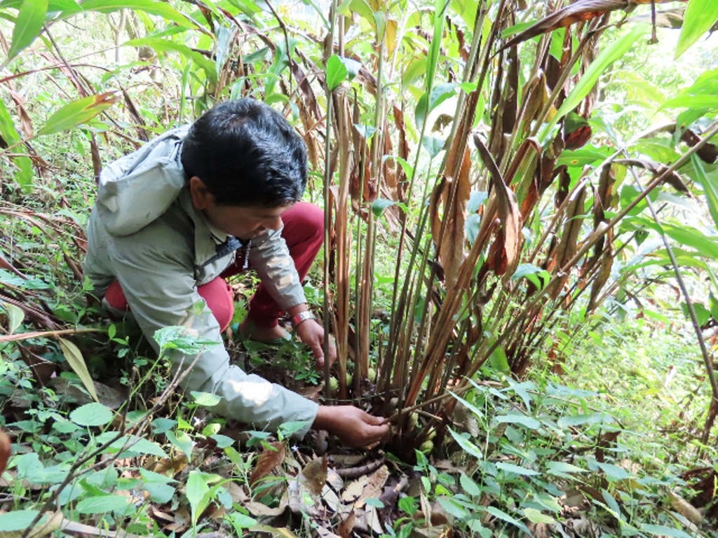चितवनको इच्छाकामनामा पहिलोपटक अलैँचीखेती,२० घर परिवारले रोपे छ हजार बिरुवा