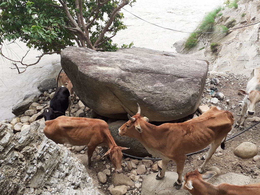 सेती नदीको भिरमा फसे गाई