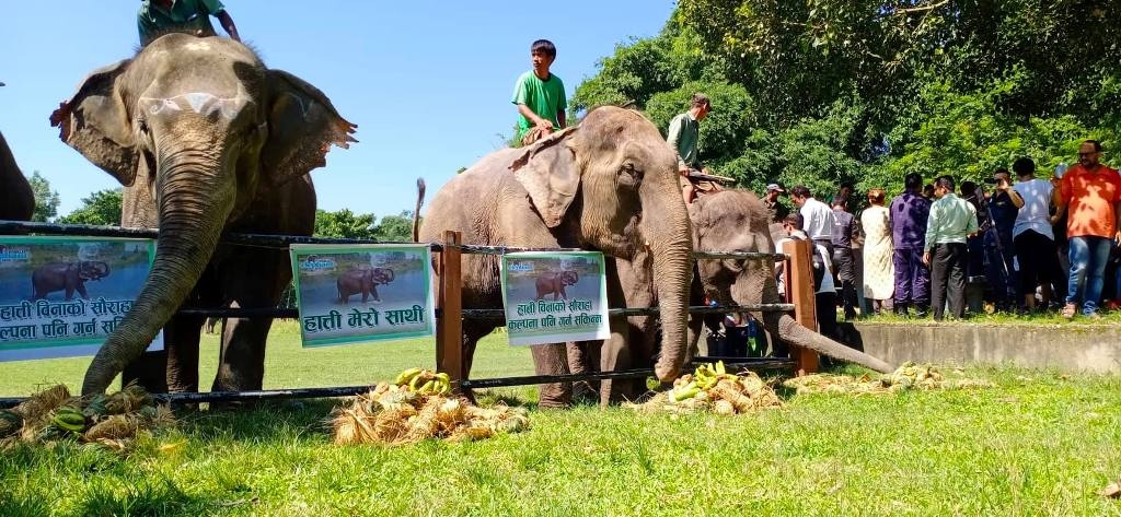 चितवनमा हात्तीको लागि स्वास्थ्य शिविर गरिने