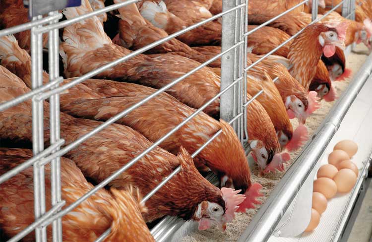 भारतीय कुखुराको तस्करी बढेपछि व्यवसायी चिन्तित