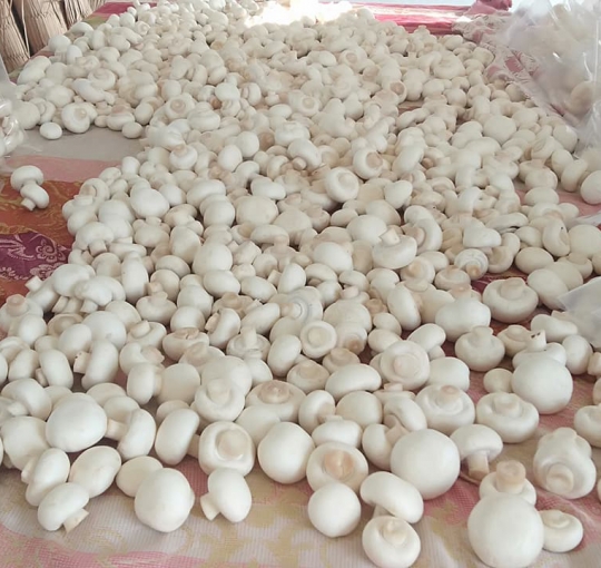 व्यावासयिक च्याउखेतीमा रमाउँदै अर्याल