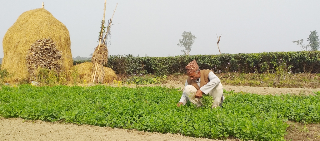 विषादीरहित तरकारीखेती : उत्पादन कम आत्मसन्तुष्टि धेरै