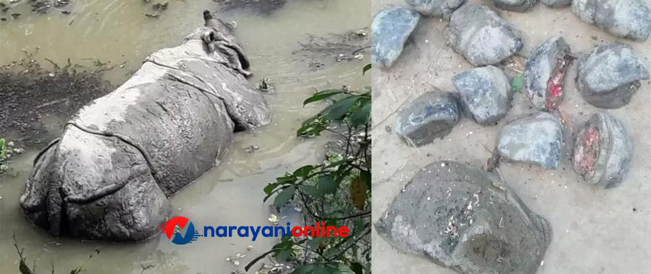 चितवनमा दुई दिनमा दुई गैँडा मरे
