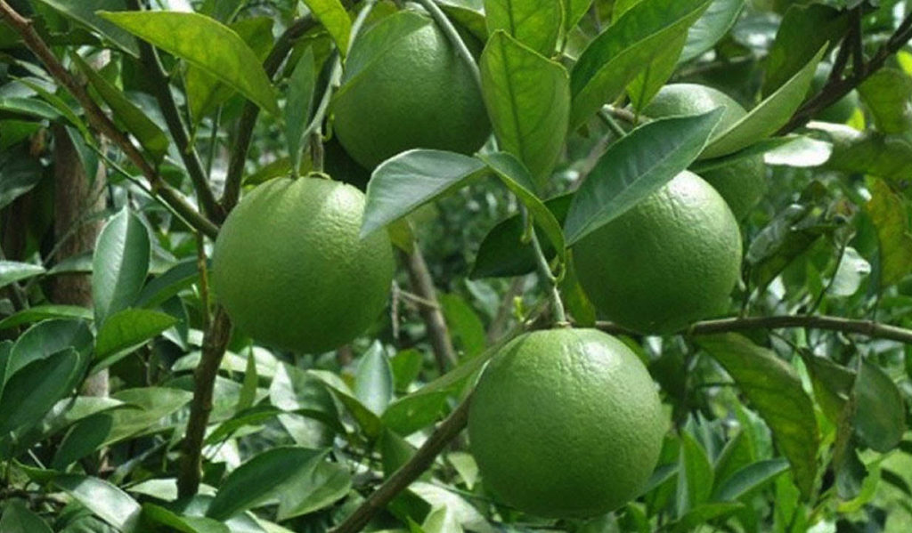 चितवनका सिपि शिक्षण पेसा छाडेर कागति खेतीमा रम्दै