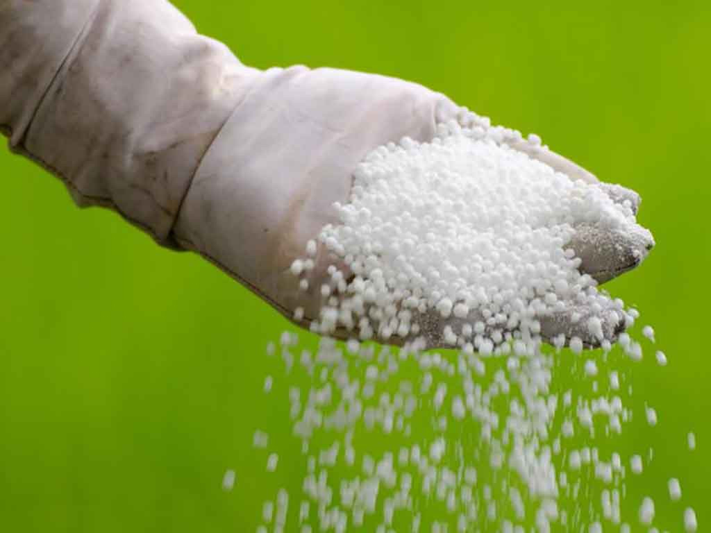 युरिया मलको अभाव यथावत