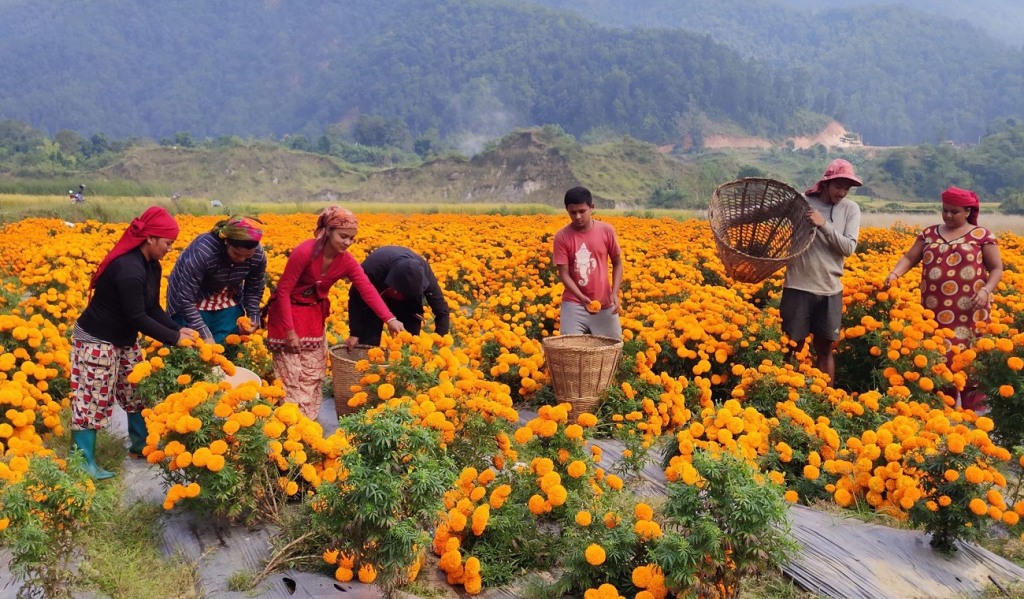 यस वर्षको तिहारमा भारतबाट फूल नल्याइने
