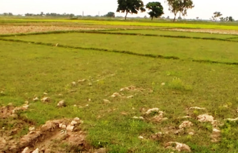 हिउँदमा खेतबारी बाँझो रहने महोत्तरीका किसानलाई चिन्ता