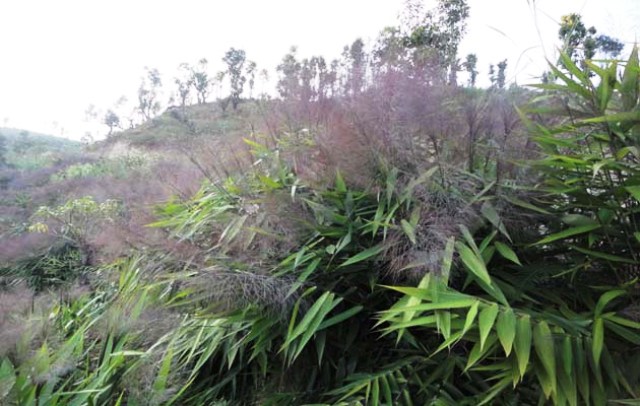 भाउ बढेसँगै बजार पुग्न थाल्यो अम्लिसो