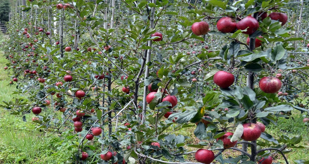 जुम्लाका किसान स्याउ बगैँचा व्यवस्थापन गर्न लागे