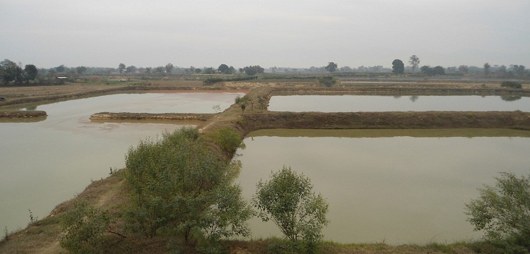 चितवनमा माछापालनमा आकर्षण बढ्यो, भुराका लागि भारतसँग परनिर्भर