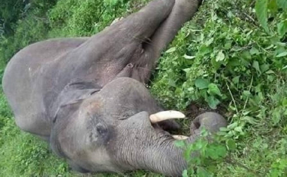 करेन्ट लागेर हात्ती मर्यो