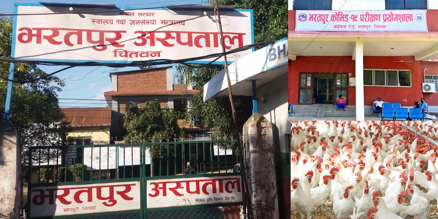 भरतपुर अस्पतालको ढिलासुस्तीले चितवनमा वर्डफ्लु फैलने खतरा