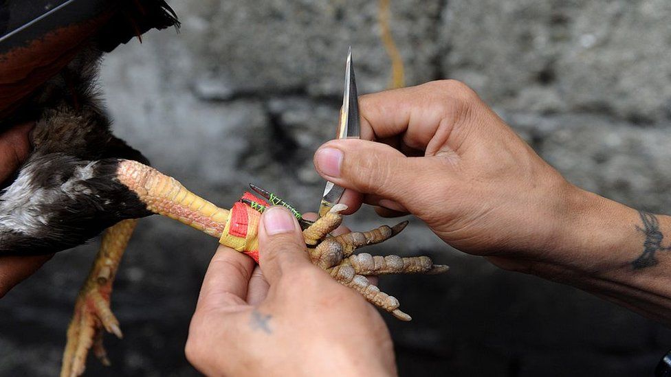 खुट्टामा चक्कु बाँधिएको भालेले लियो आफ्नै मालिकको ज्यान