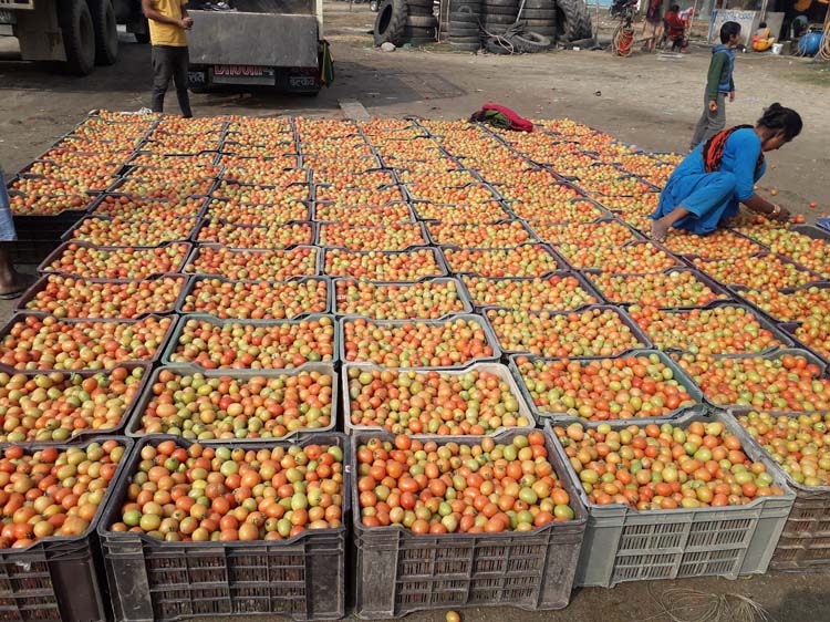सर्लाहीमा रु १५ करोडको गोलभेँडा उत्पादन