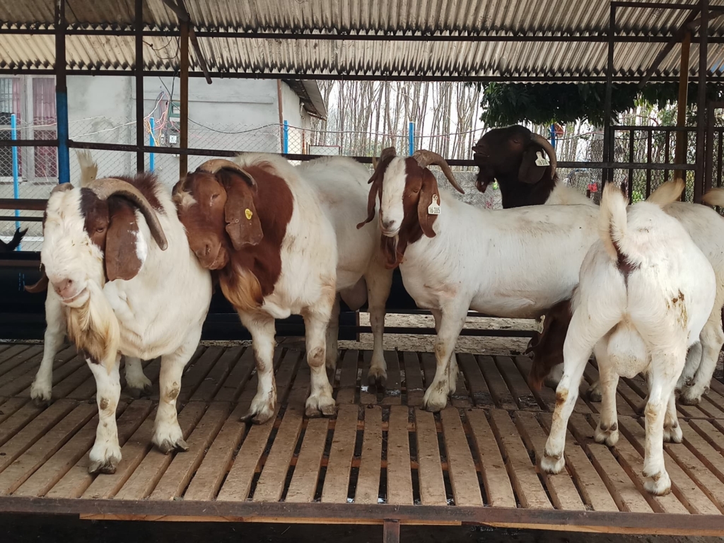 चेपाङको आयआर्जन वृद्धिका लागि उन्नत जातका बोयर बोका वितरण