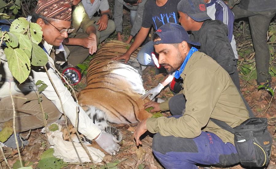 मान्छे मार्ने बाघ चिडियाखानामा