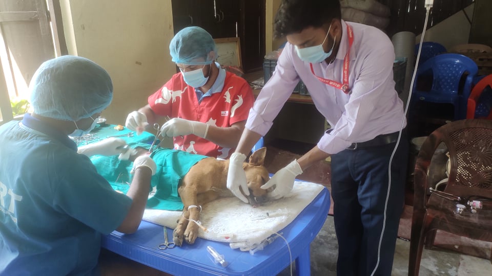 खैरहनी नगरपालिकामा धमाधम सामुदायिक कुकुरको बन्ध्याकरण, हैरानी न्यूनीकरण हुने आशा