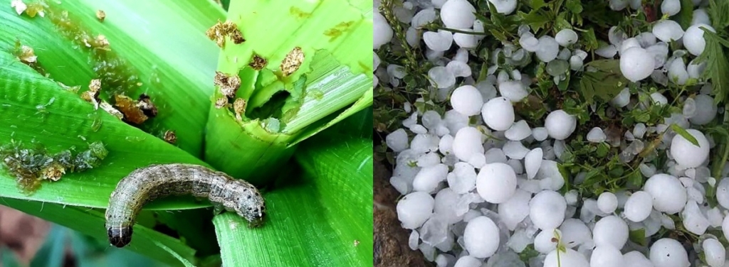 असिनासँगै फौजी कीराको प्रकोप