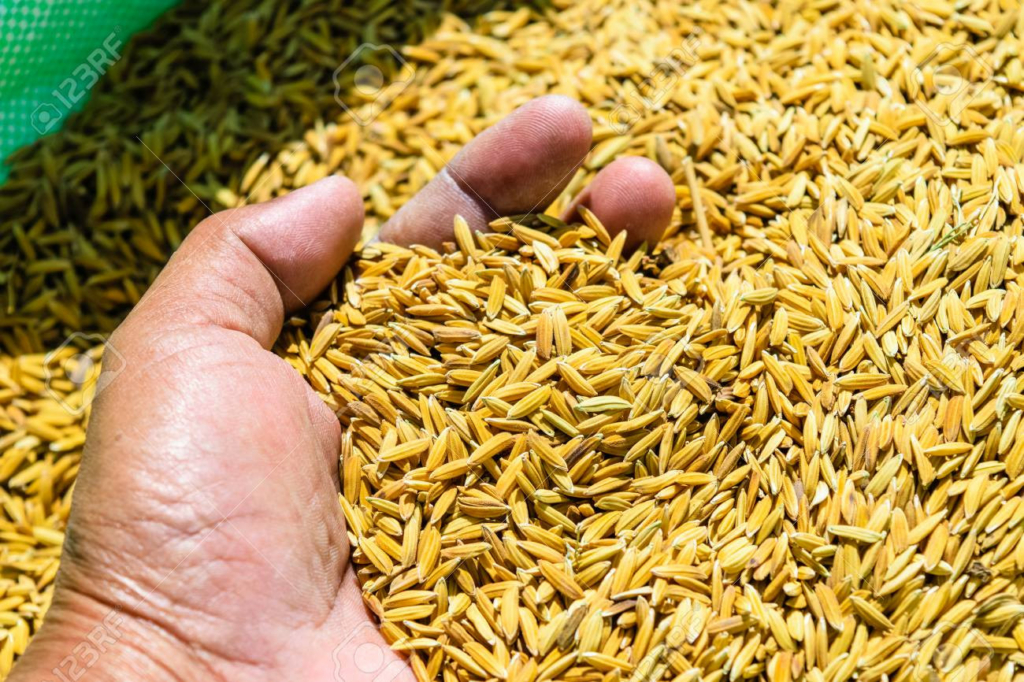 चैते धानको उचित मूल्य नपाउँदा किसान चिन्तित