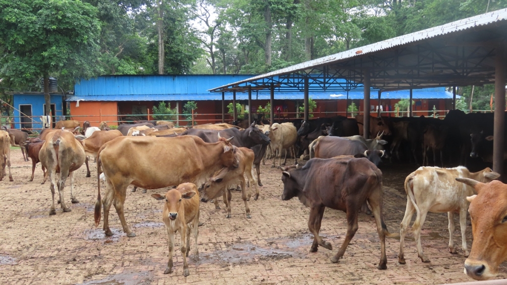 चितवनको बागेश्वरीमा १५० स्थानीय गाईको संरक्षण, यसकारण पालिँदै छ गाई (भिडियोसहित)