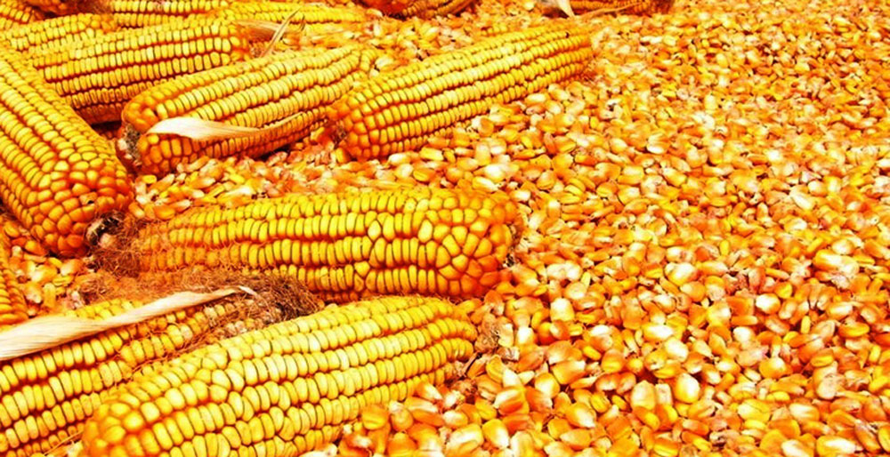व्यापारीले घटाए मकैको मूल्य, किसान चिन्तित