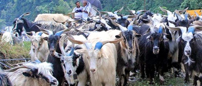 पोखरामा च्याङ्ग्राको भाउ बढेसँगे बढ्यो खसीबोकाको माग