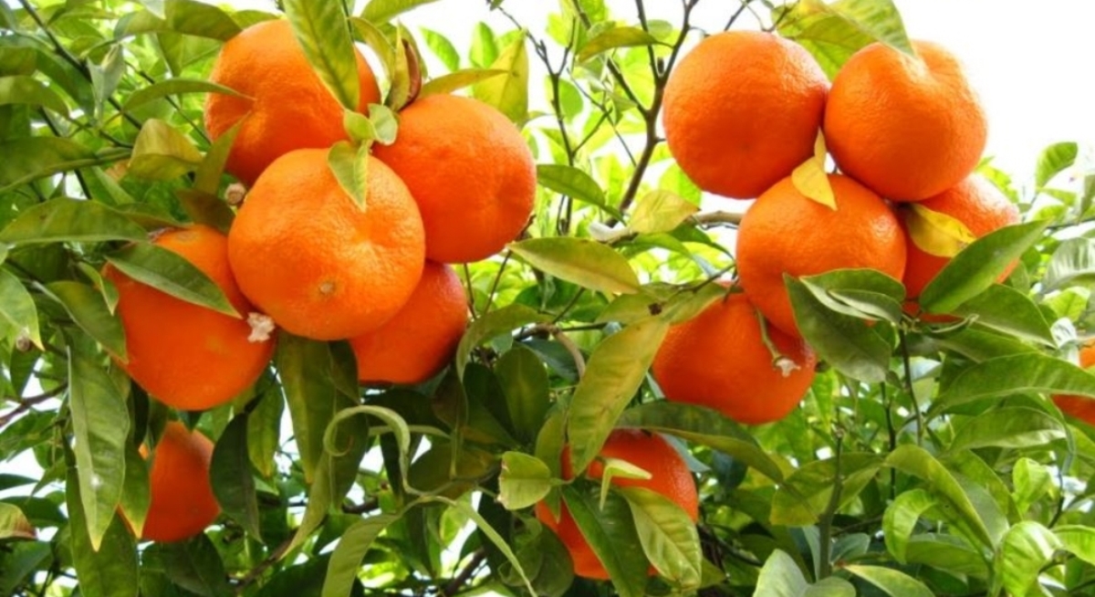 Fruit growing is. Зараза на мандариновом дереве. Дерево на котором привиты разные фрукты. Лучшие фотосессии в мандариновом саду. Grow Fruit.