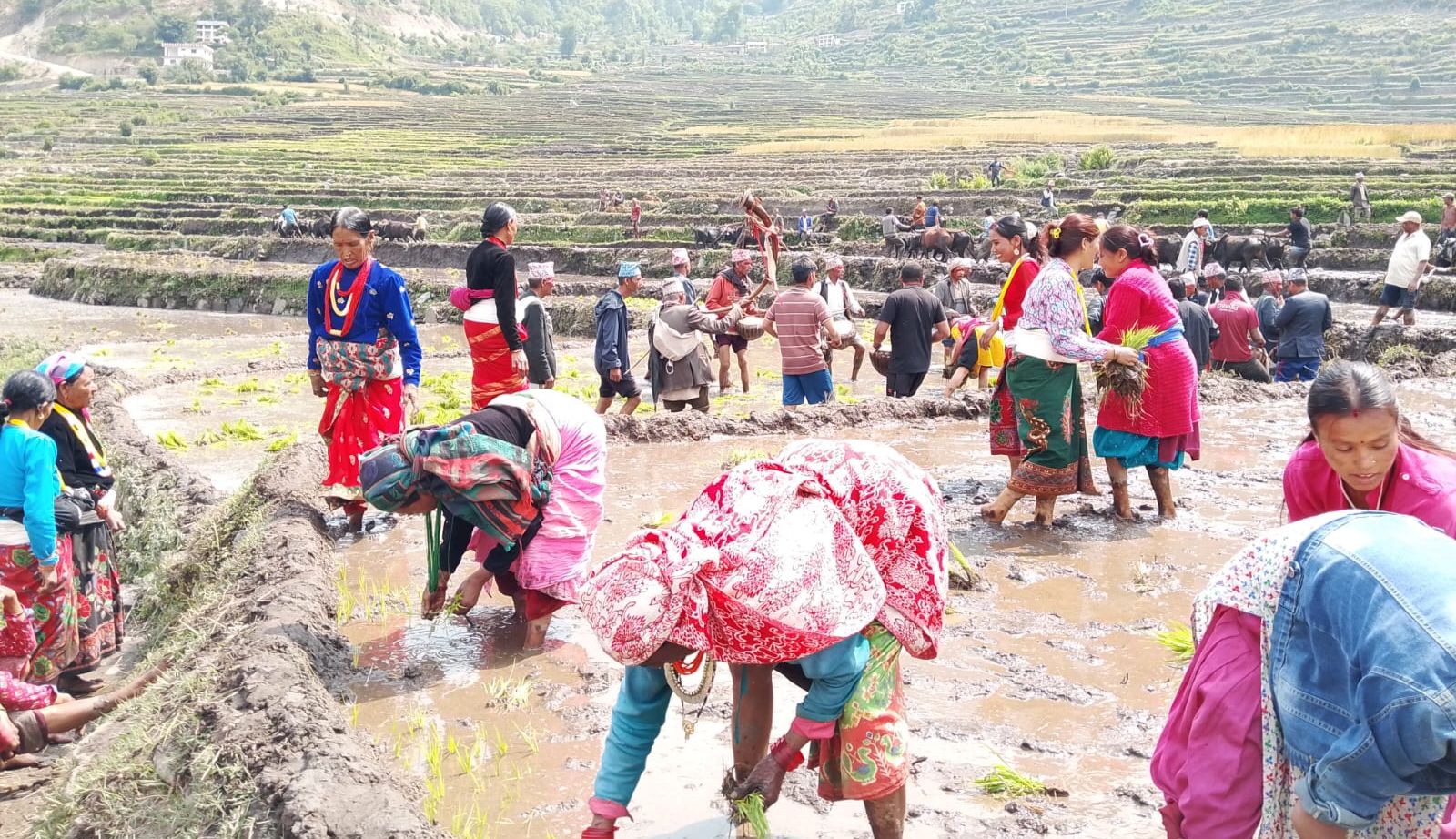 बाजुरा जिल्लाको पहिलो बारुवा रोपाई सुरु(तस्वीरसहित) photo 11 b0335e58