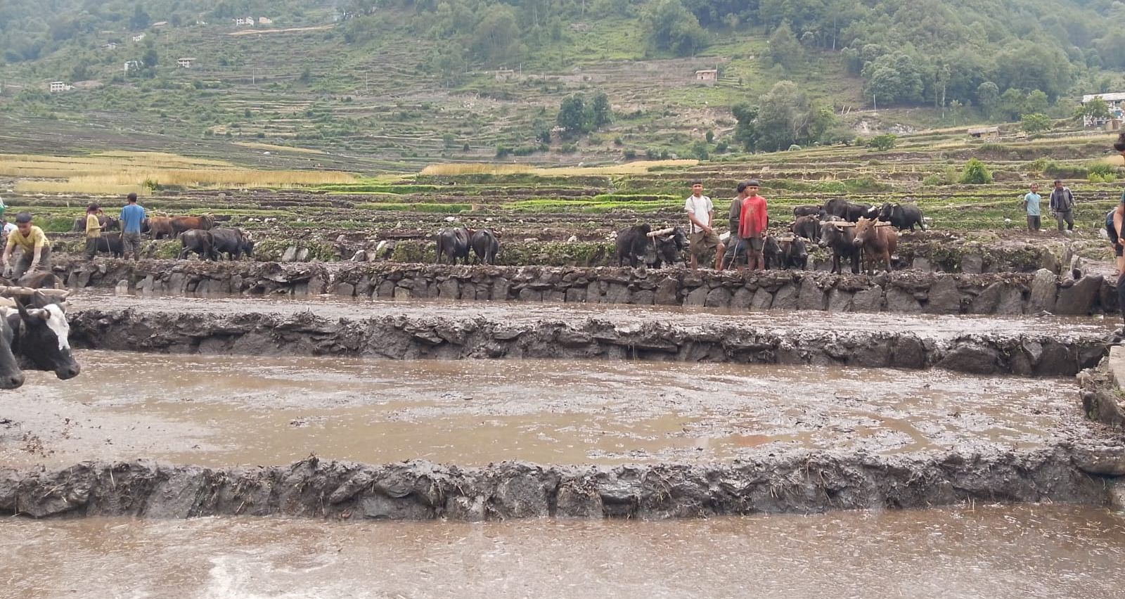 बाजुरा जिल्लाको पहिलो बारुवा रोपाई सुरु(तस्वीरसहित) photo 26 02c7d04f