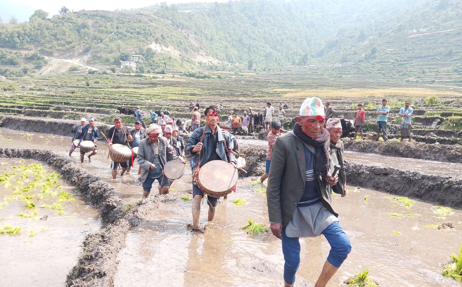 बाजुरा जिल्लाको पहिलो बारुवा रोपाई सुरु(तस्वीरसहित) photo 2 1ba766a7