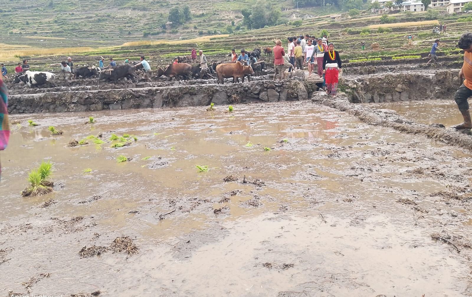 बाजुरा जिल्लाको पहिलो बारुवा रोपाई सुरु(तस्वीरसहित) photo 33 f6cee7a3