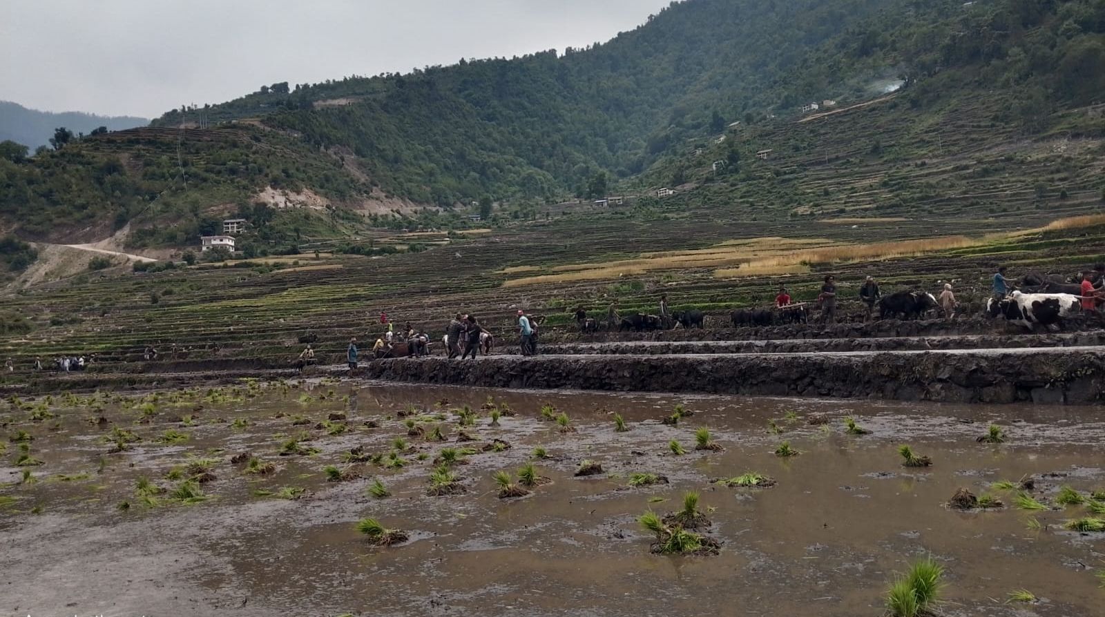 बाजुरा जिल्लाको पहिलो बारुवा रोपाई सुरु(तस्वीरसहित) photo 34 8535b6c6