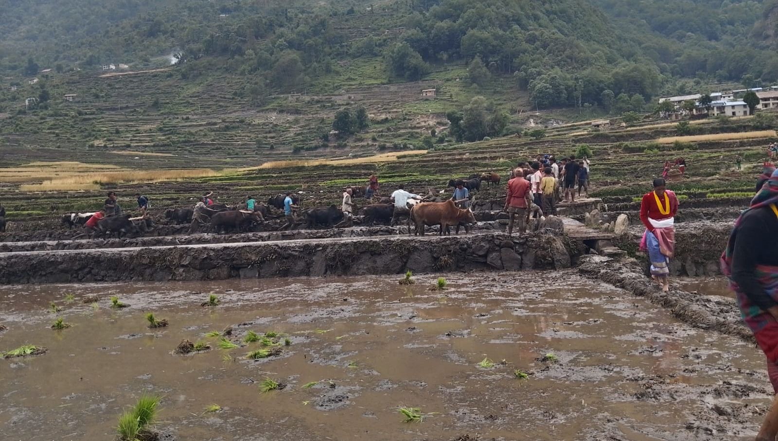 बाजुरा जिल्लाको पहिलो बारुवा रोपाई सुरु(तस्वीरसहित) photo 36 7cf15705